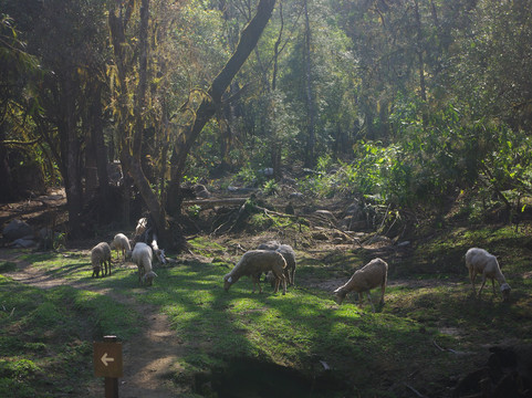 Reserva Nacional El Nogalar de Los Toldos-Los Toldos必去景点