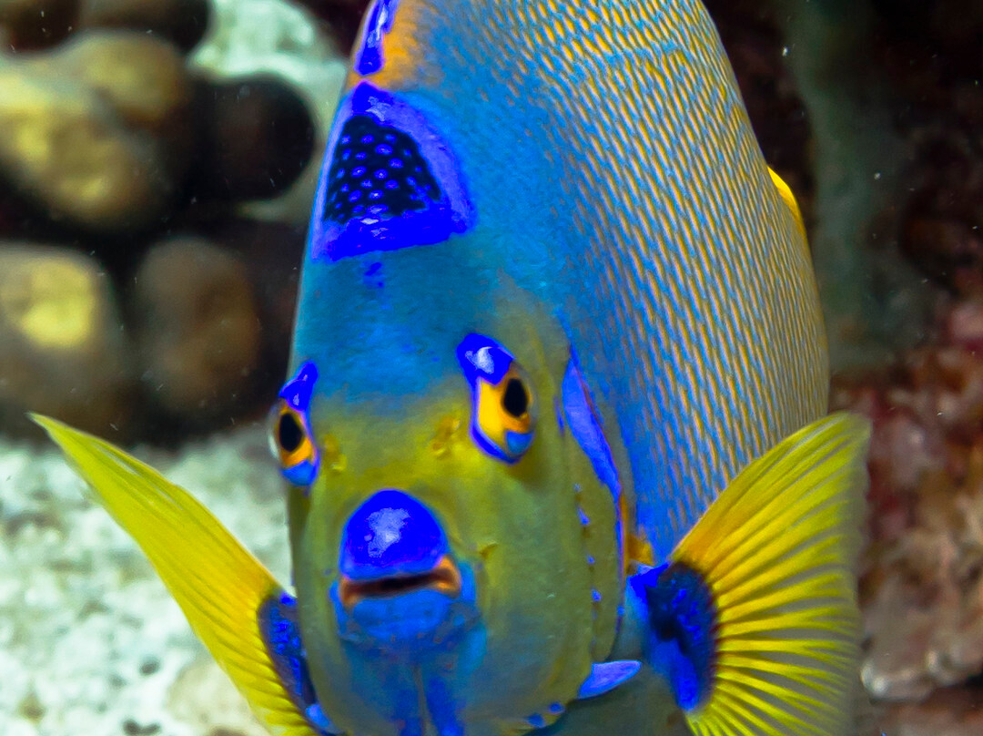 La Bulle Diving Center-居斯塔维亚必去景点