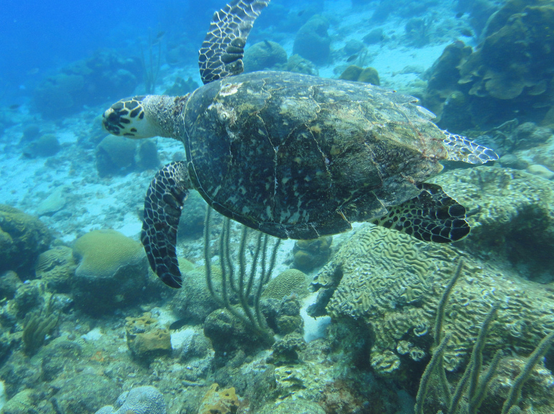 Diveversity Piscadera-库拉索必去景点