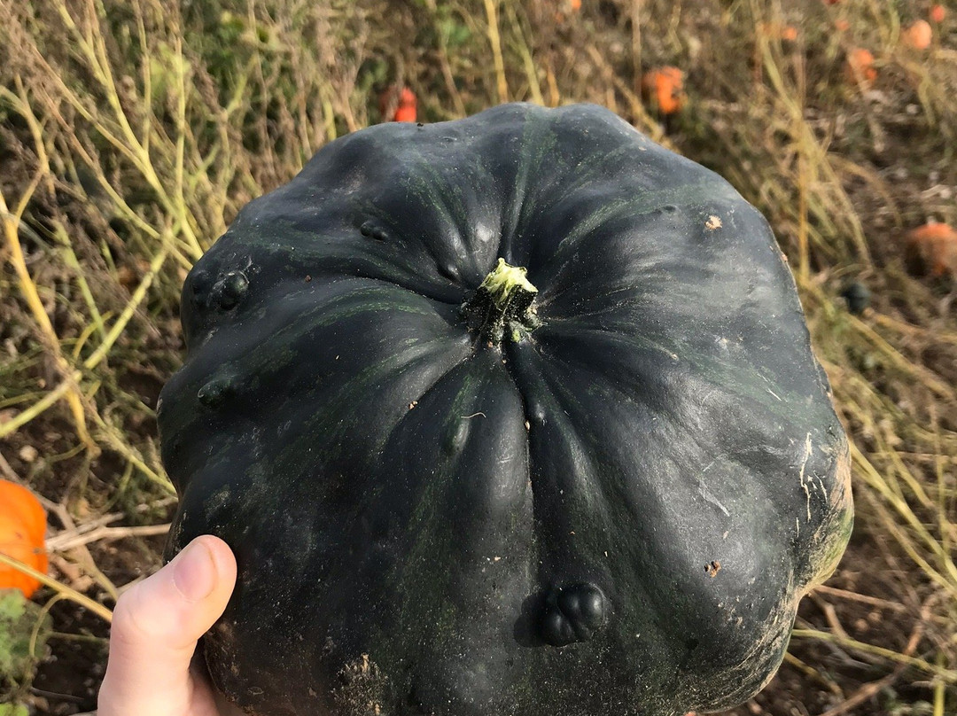 Pumpkin Picking Patch景点图片