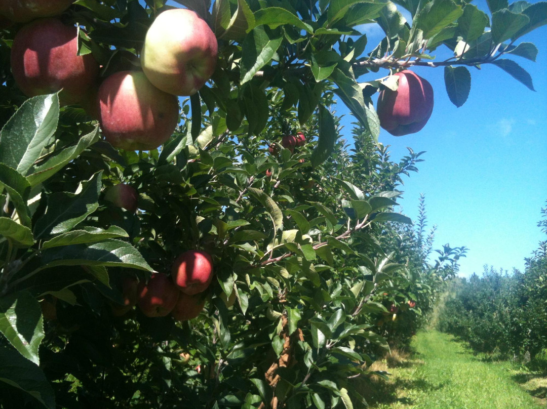 Country Apple Orchard Farm Inc景点图片
