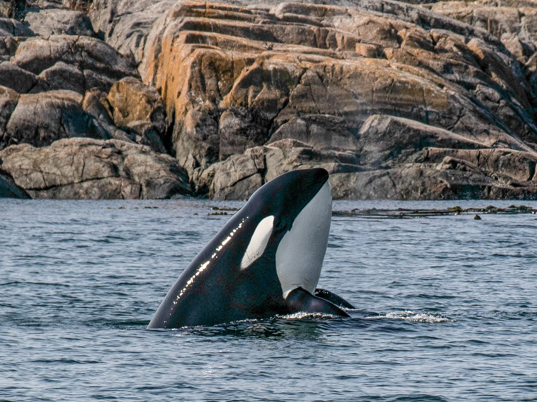 Orca Spirit Adventures景点图片