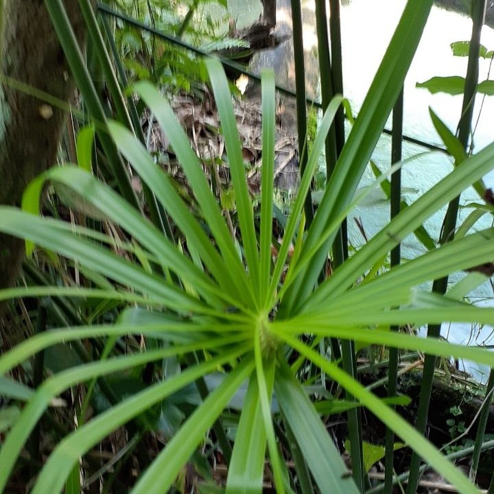 Rio Sonador-Yasica Arriba必去景点