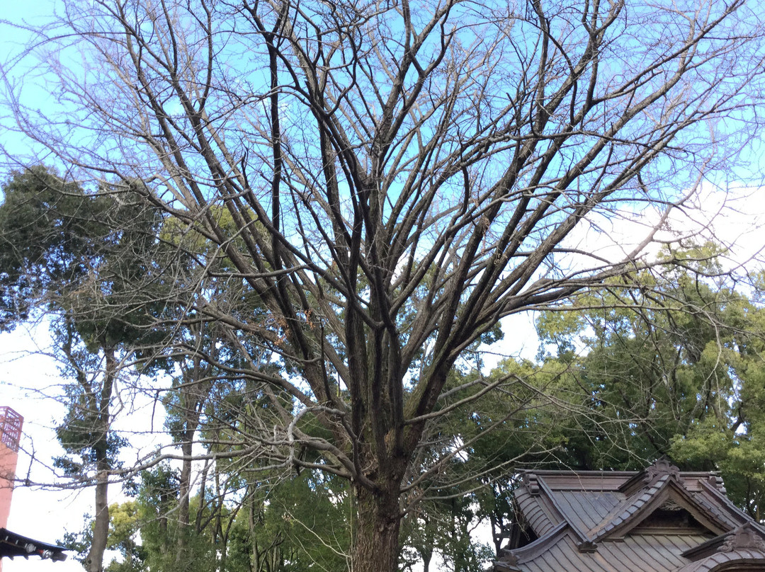 Tanashi Shrine-西东京市必去景点