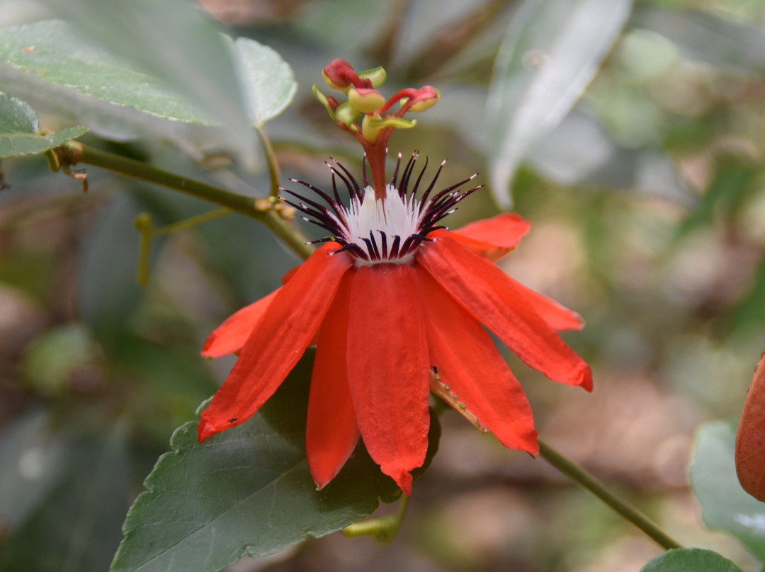 Jardin Botanico Santa Cruz景点图片