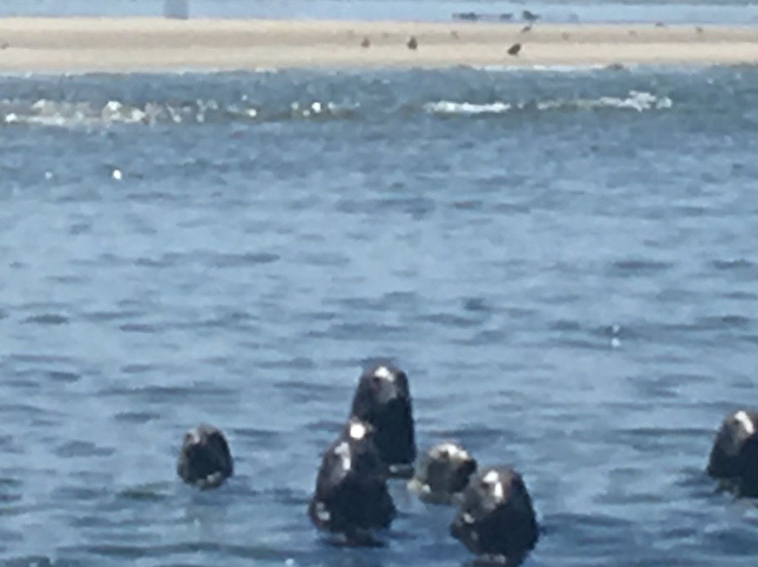 Provincetown Seal Tours-普罗温斯敦必去景点