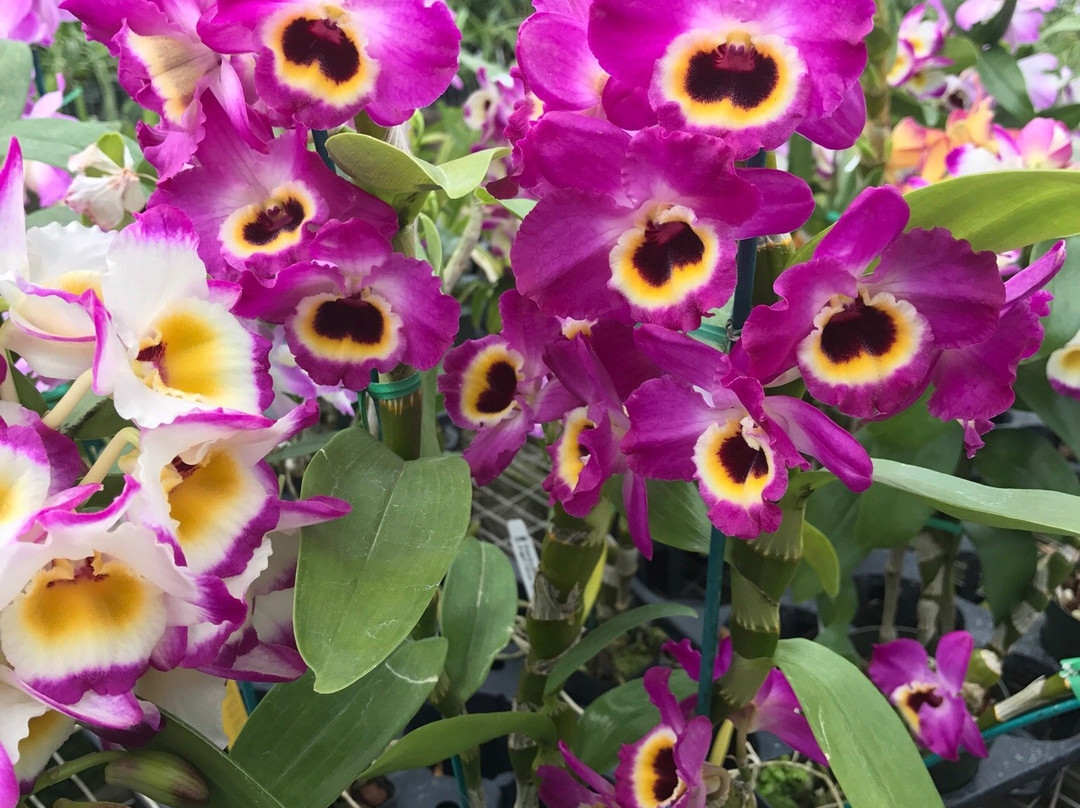 Orchids by Hausermann