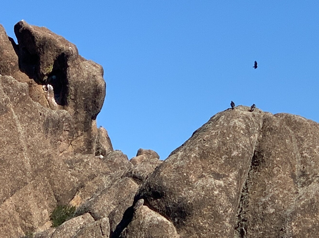 Condor Viewing景点图片