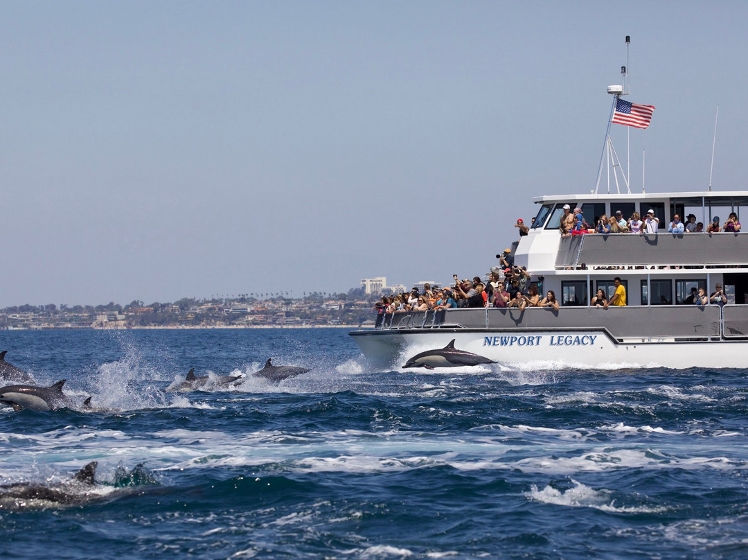 Newport Landing Whale Watching