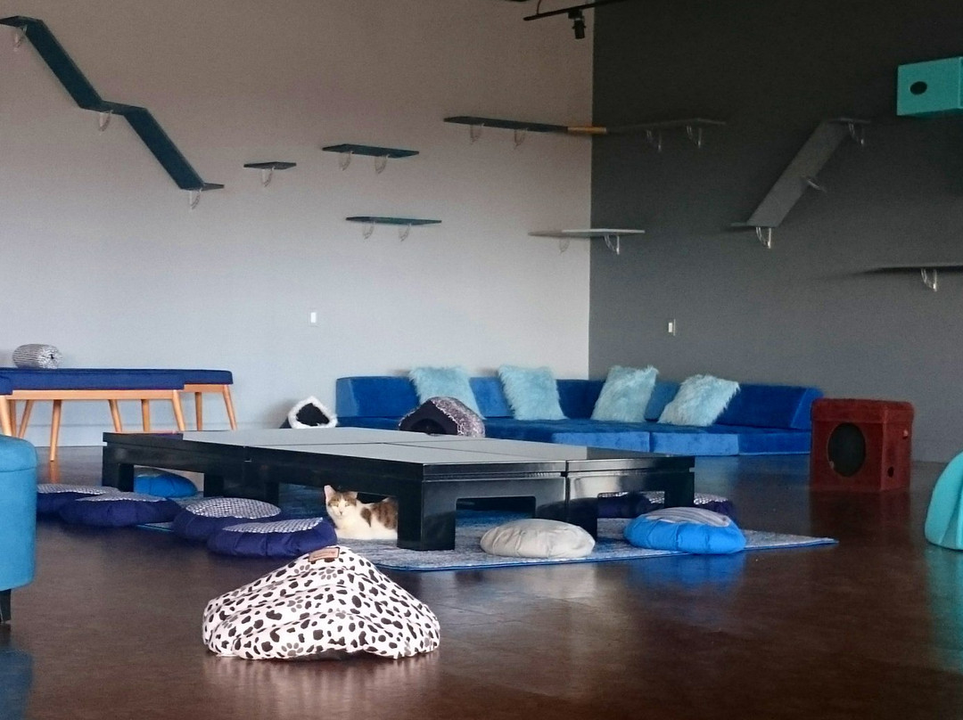 拉哈布拉旅游景点-ZenCat Lounge