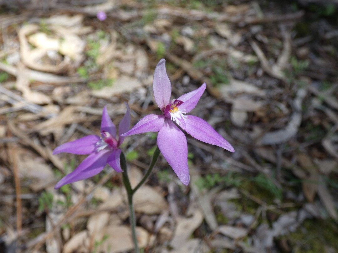 Ludlow Tuart Forest National Park景点图片