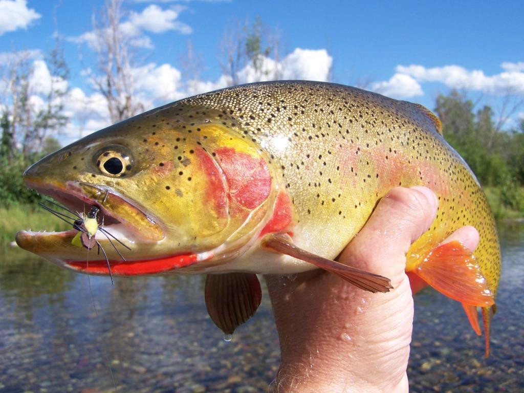 Fish The Fly Guide Service & Travel-杰克逊必去景点