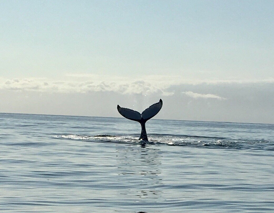 Blue Bay Whale Watching景点图片