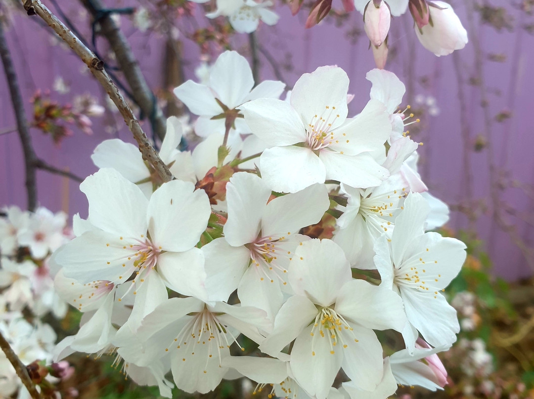 Mittagong酒店住宿-Bowral Road Bed and Breakfast