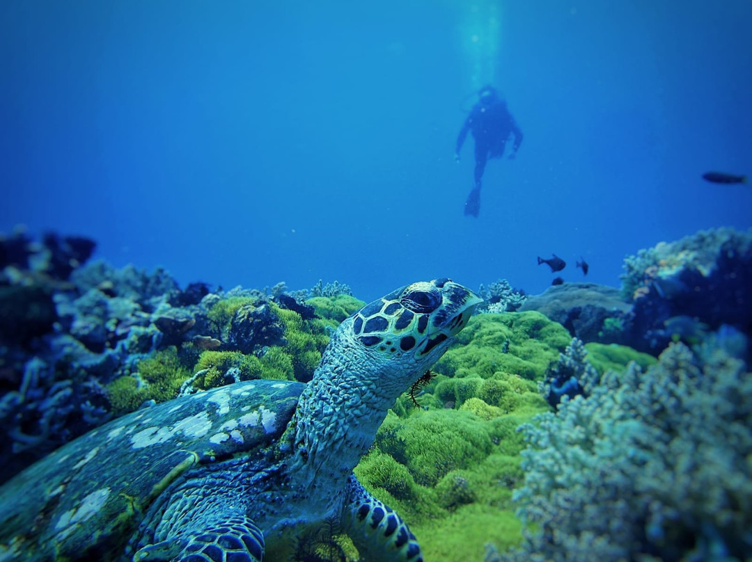 Oceanway景点图片