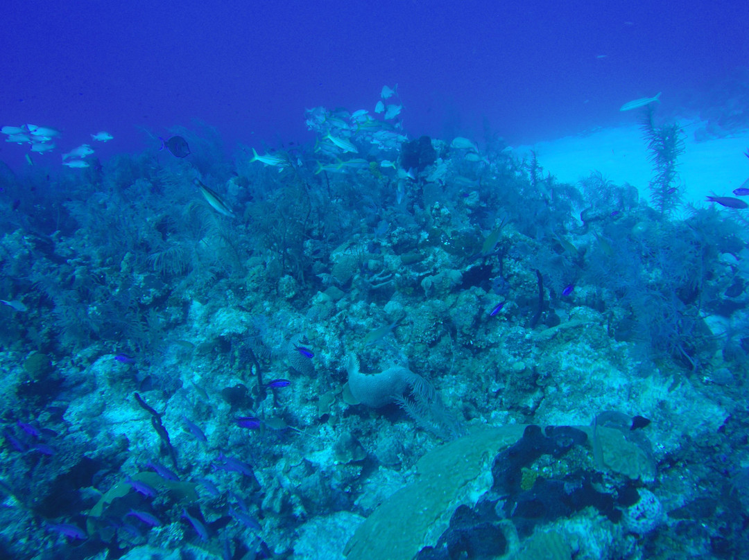 Sea Garden Centro De Buceo-圣安德烈斯必去景点