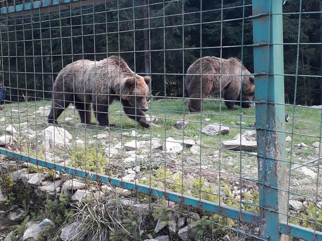 Rehabilitation Center of the Brown Bear景点图片