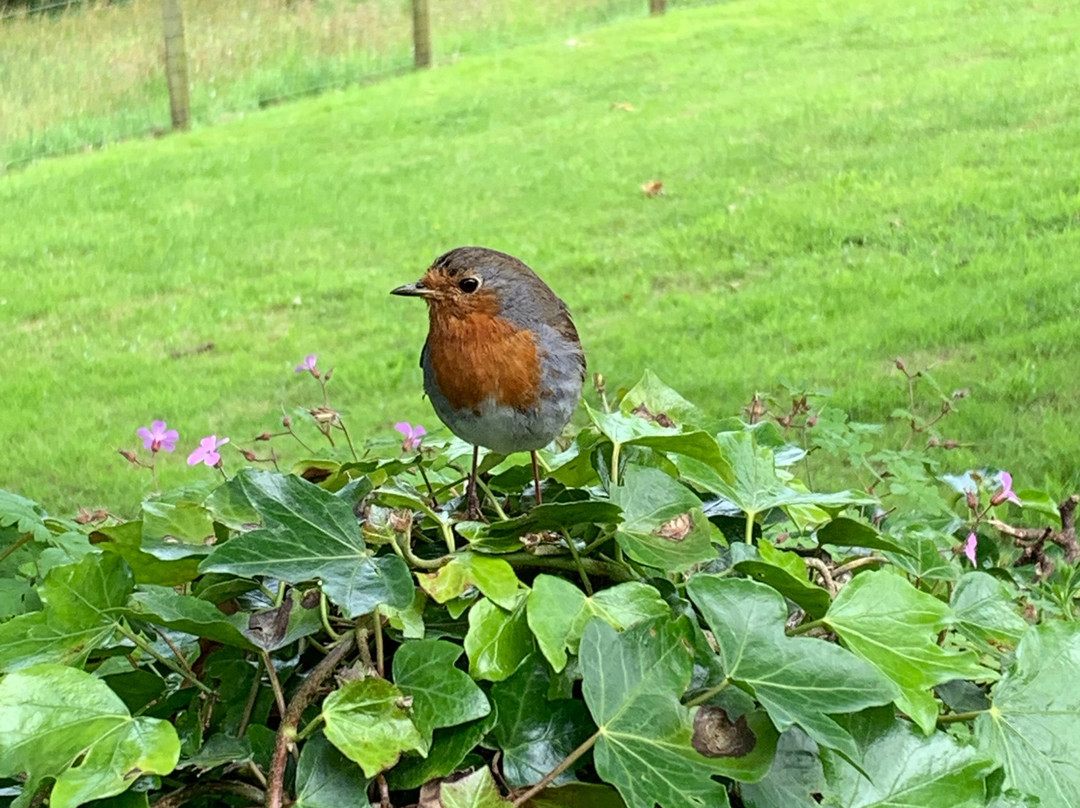 Plas yn Rhiw景点图片