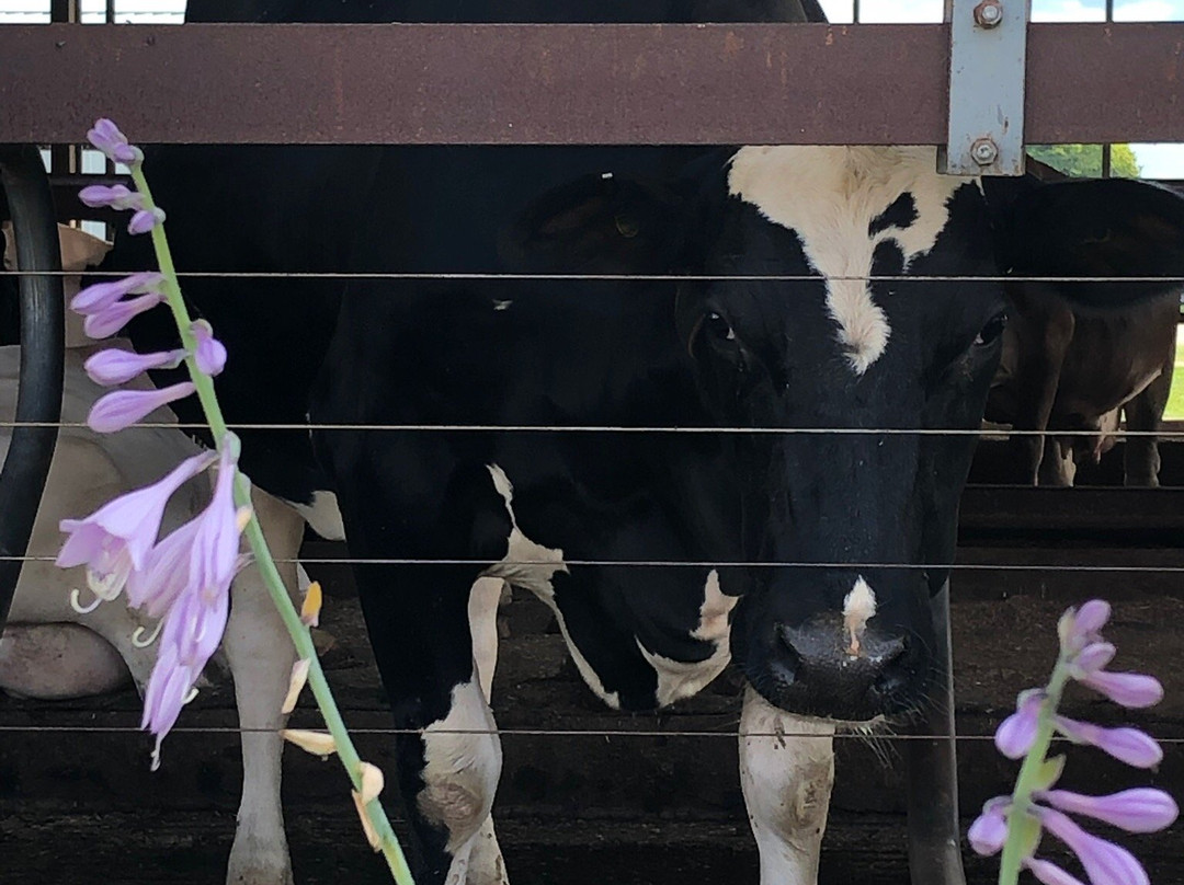 Hinchley's Dairy Farm Tours-Cambridge必去景点