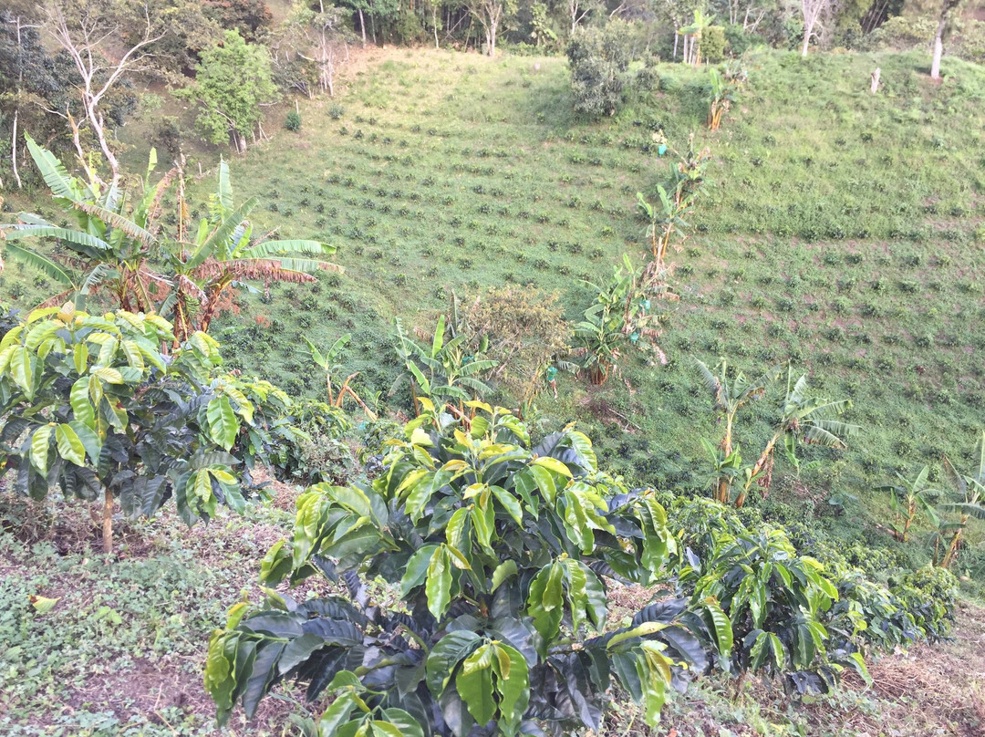 Nativa Cafe & Turismo-Filandia必去景点