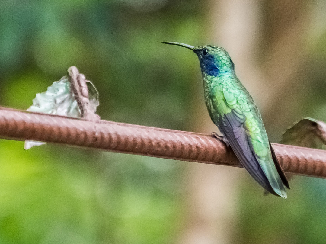 Guides of Monteverde-蒙特沃德必去景点