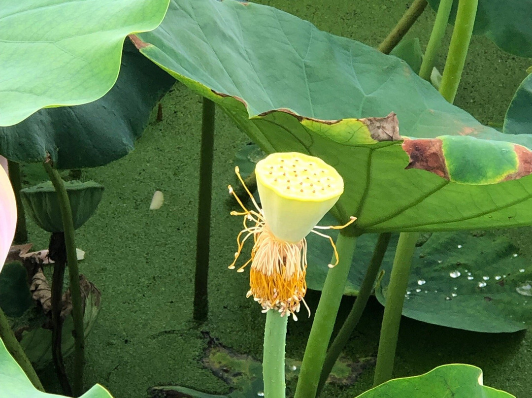 Siheung Lotus Flower Theme Park-始兴市必去景点