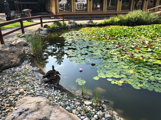 Forster Vadászkastély Szálloda主图