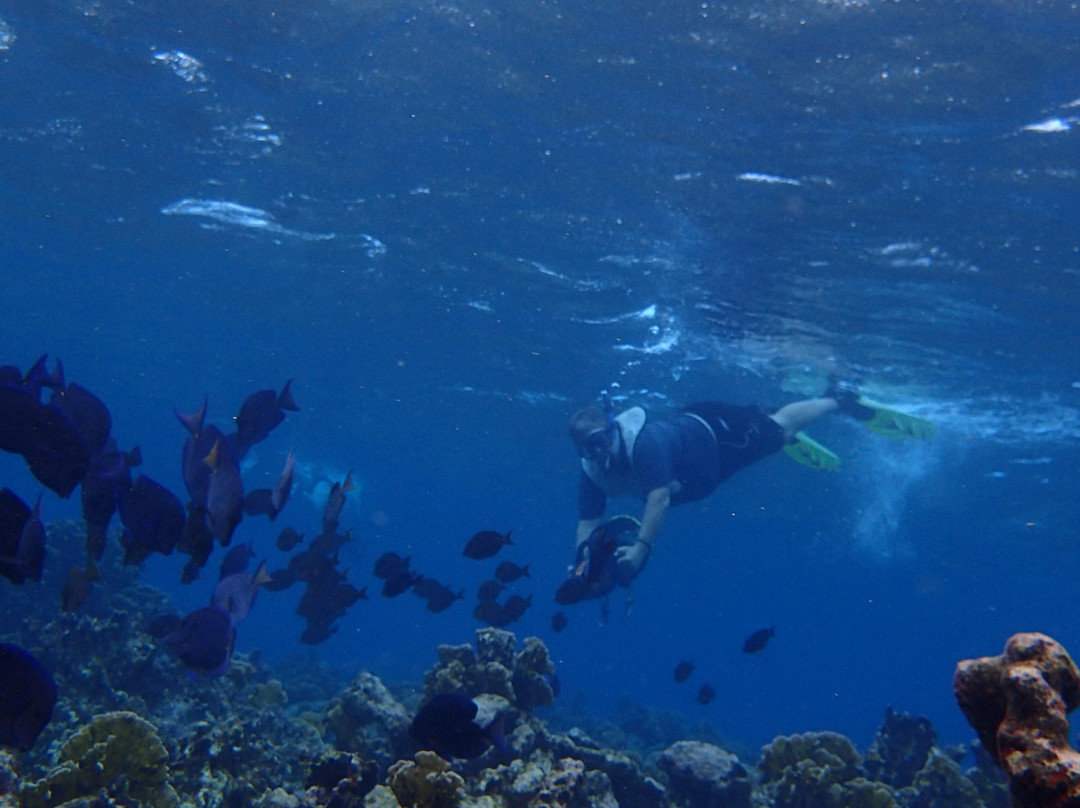 Aruba Bob Snorkel & Scuba-阿鲁巴岛必去景点