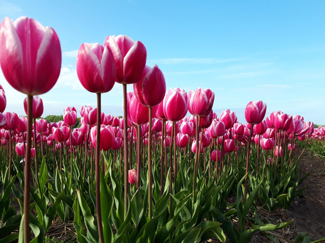 Dutch Flower Tours景点图片