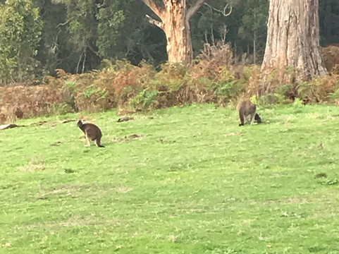斯卡勒特森林度假屋主图