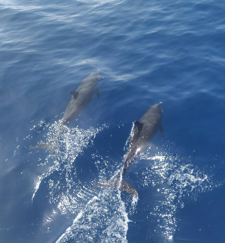Whale Watching-Gourbeyre必去景点