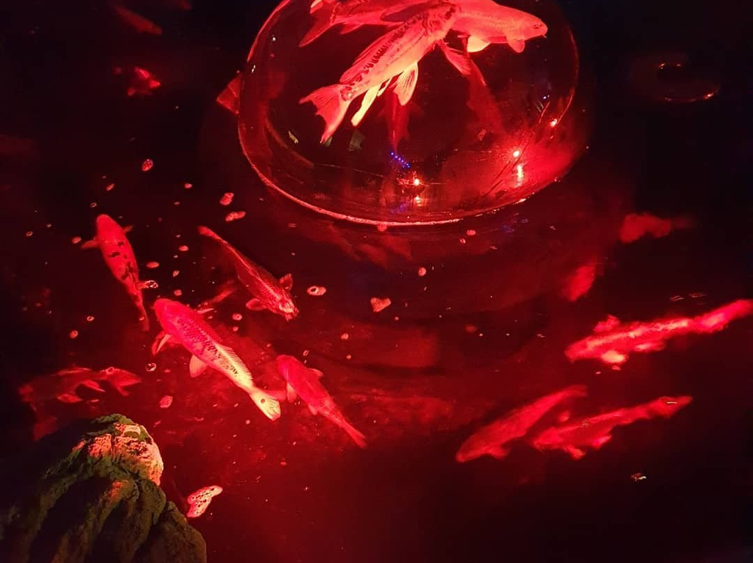 Forest Hill Bed and Breakfast主图