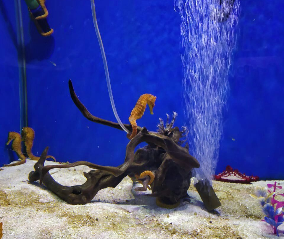 Abyss Fish Aquarium Goa景点图片