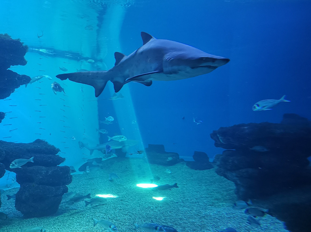 巴尔马水族馆-马洛卡帕尔马必去景点