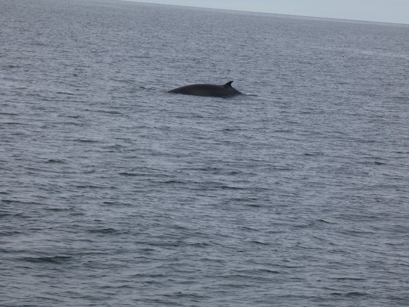 Dixon's Zodiac Seafari-Neil's Harbor必去景点