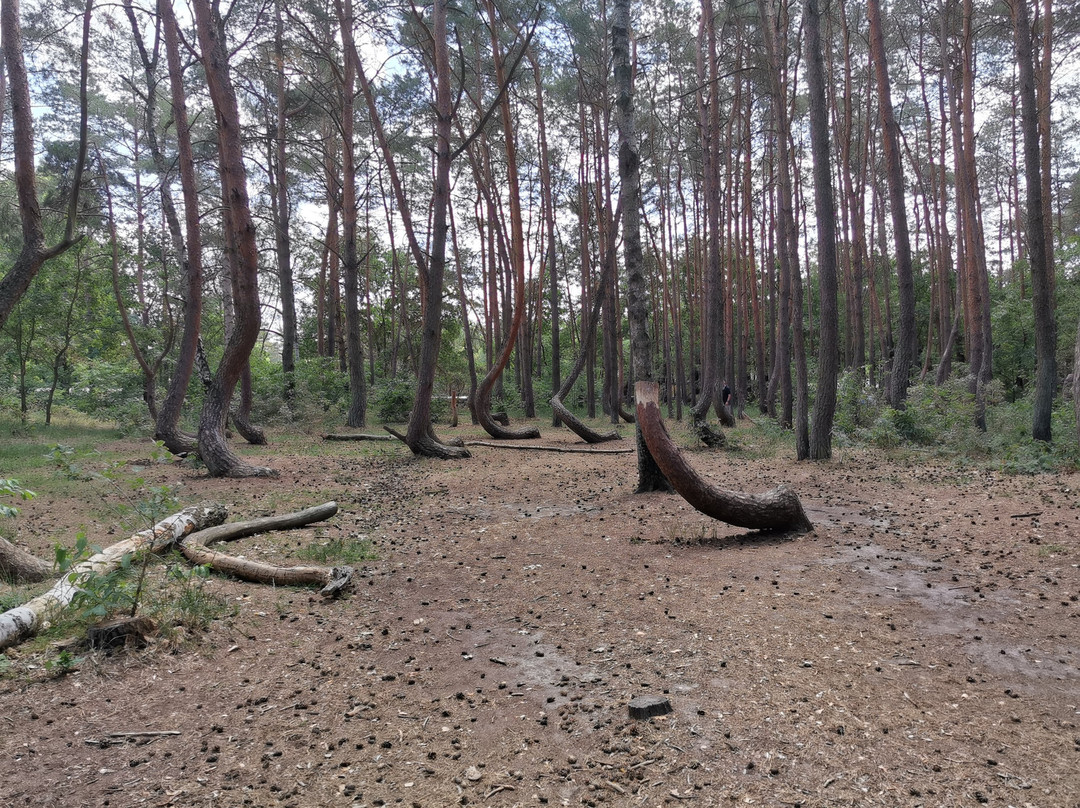 Crooked Forest景点图片