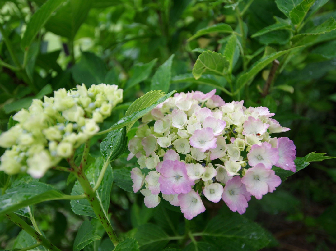 Kurobanejoshi Park-太田原市必去景点