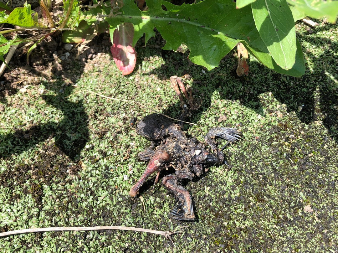 Club 6 Mini Golf and Driving Range-Morriston必去景点