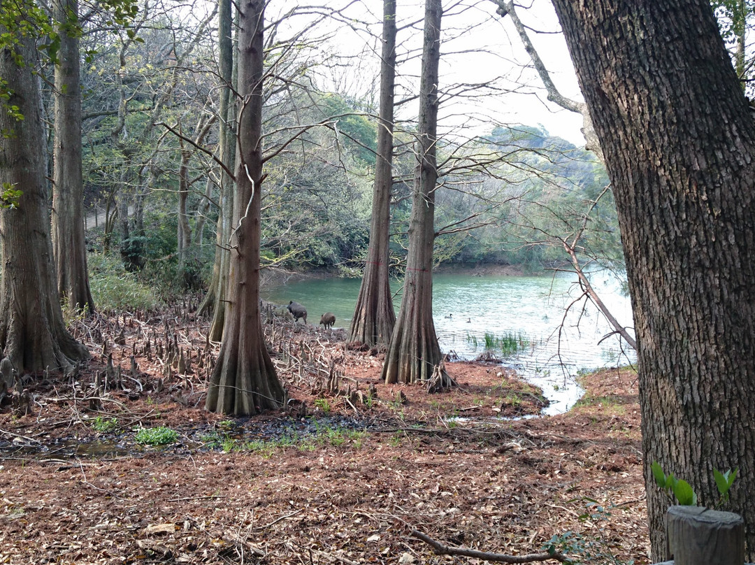 Sasaguri Kyushu University Forest景点图片