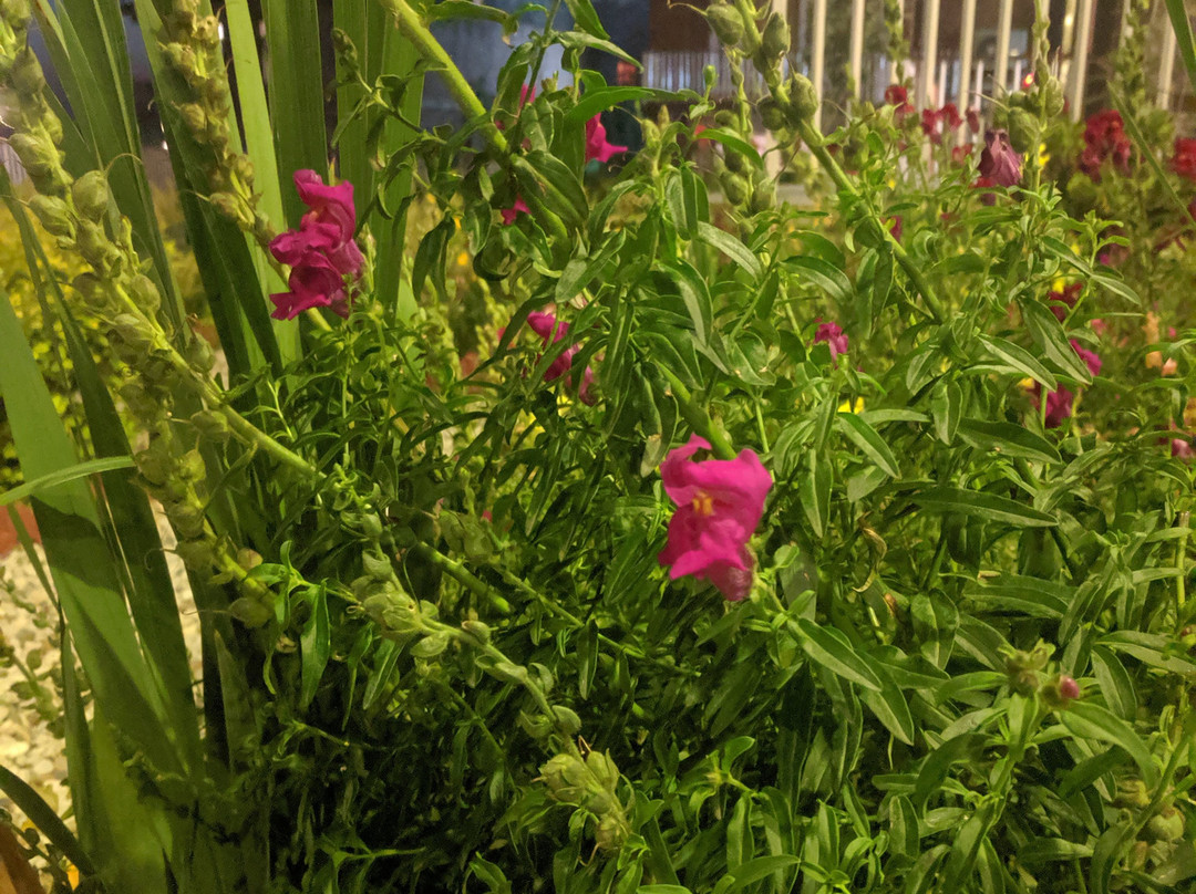 卡姆纳山度假村主图