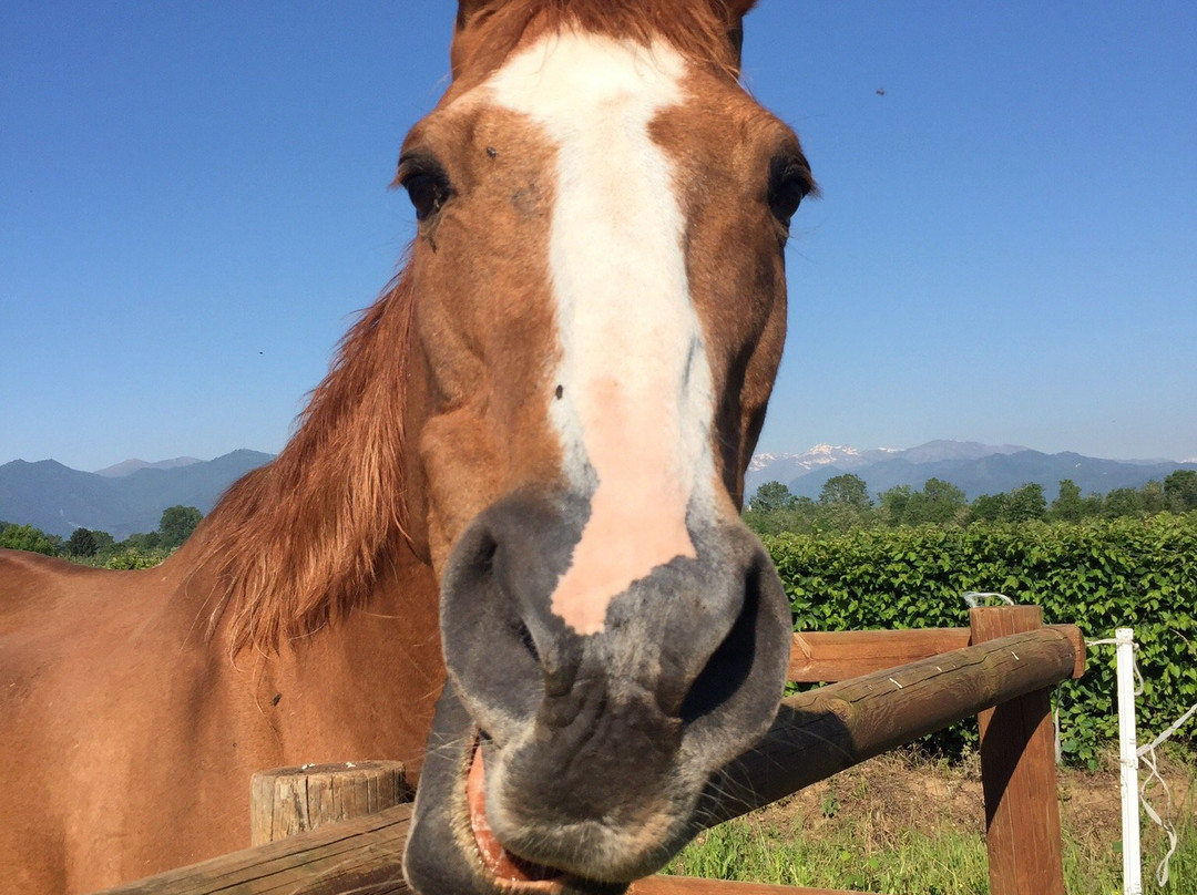 Seguendo l'Oca主图