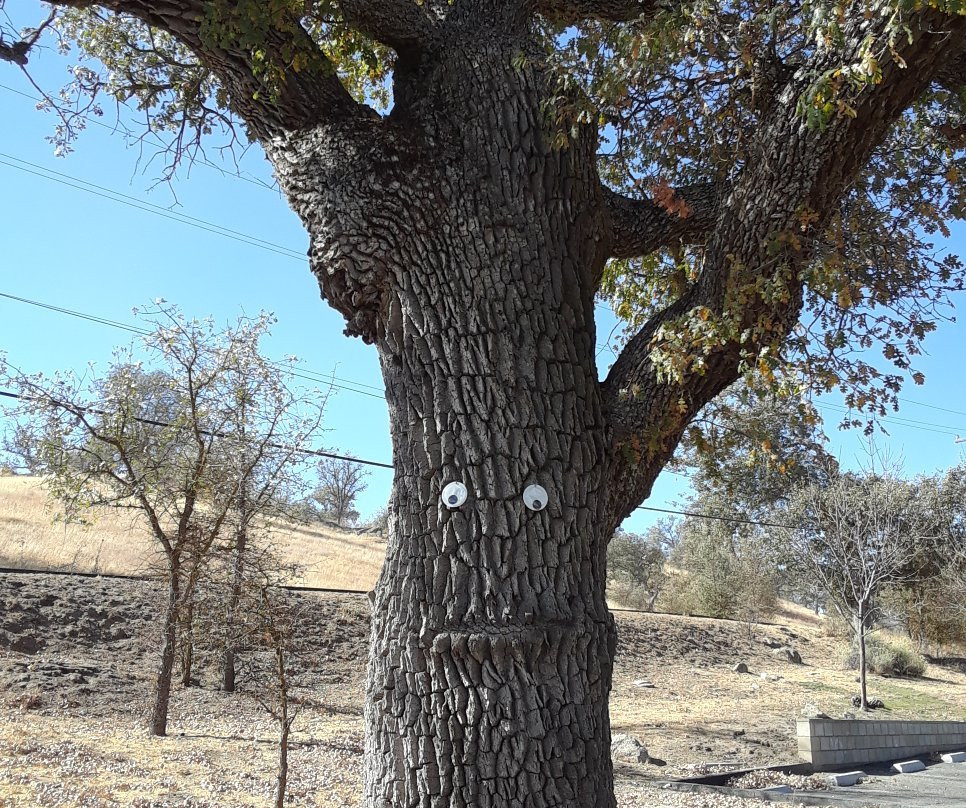 Stallion Springs Resort主图