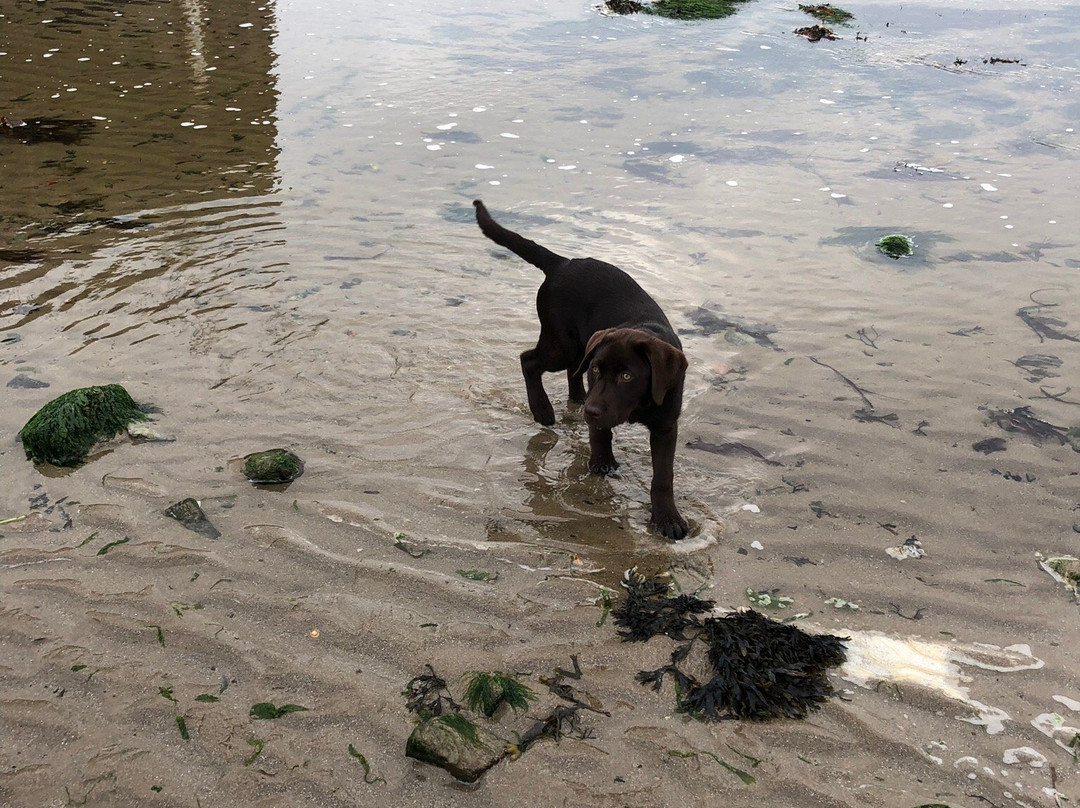 Cemaes Bay Traeth Bach Beach景点图片