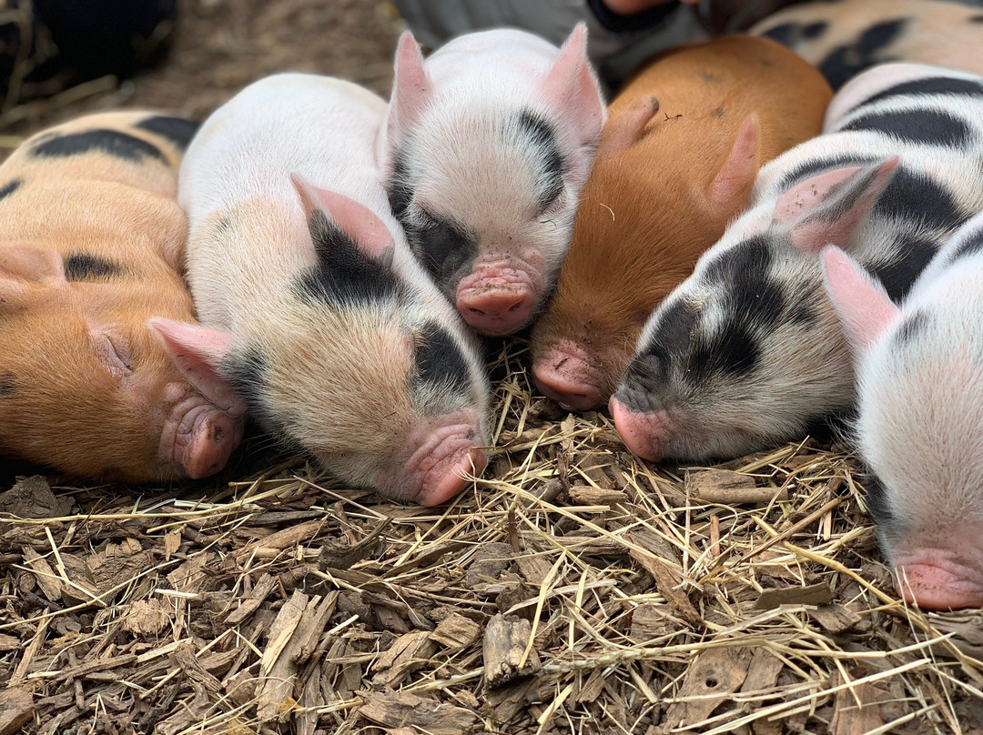 Kew Little Pigs Farm Ltd景点图片