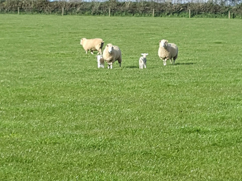 St. Mabyn To Pencarrow House-St. Mabyn必去景点