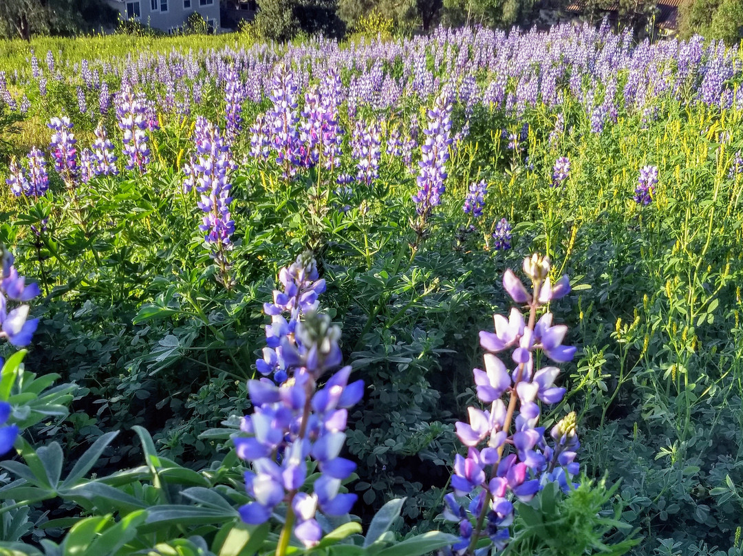 Peters Canyon Regional Park-橘子郡必去景点