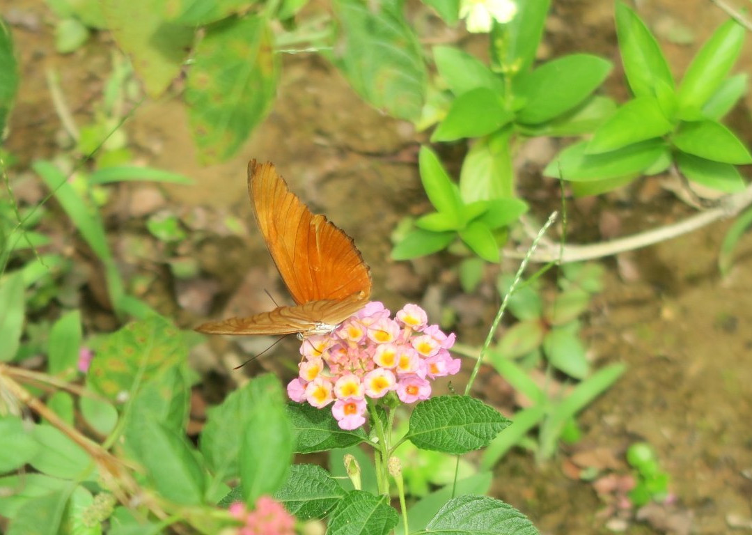 Orchid Garden Khaolak景点图片