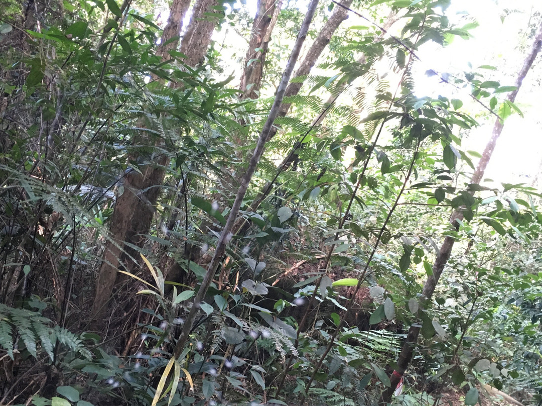 Gunung Hitam景点图片