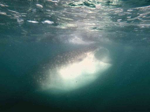 Baja Sur Tours-拉巴斯必去景点