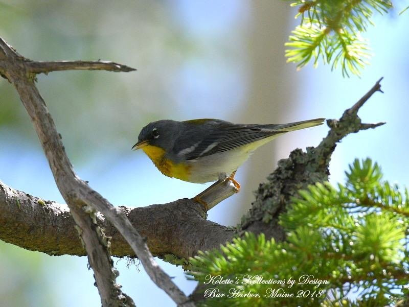 Down East Birdwatching and Nature Tours-巴港必去景点